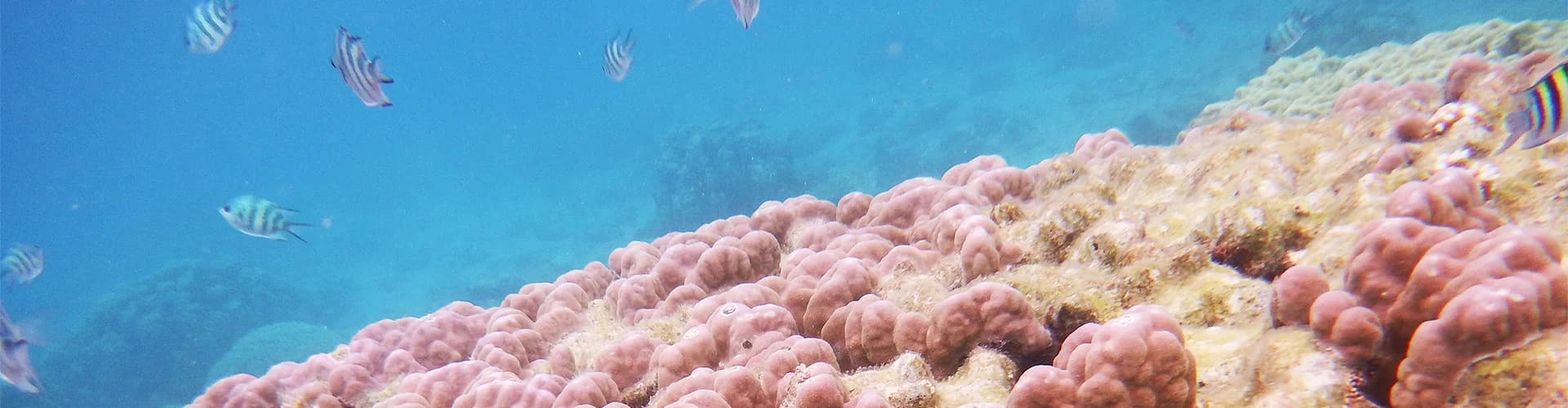 あまん 奄美大島シュノーケリング体験とクリアブルーの海の絶景