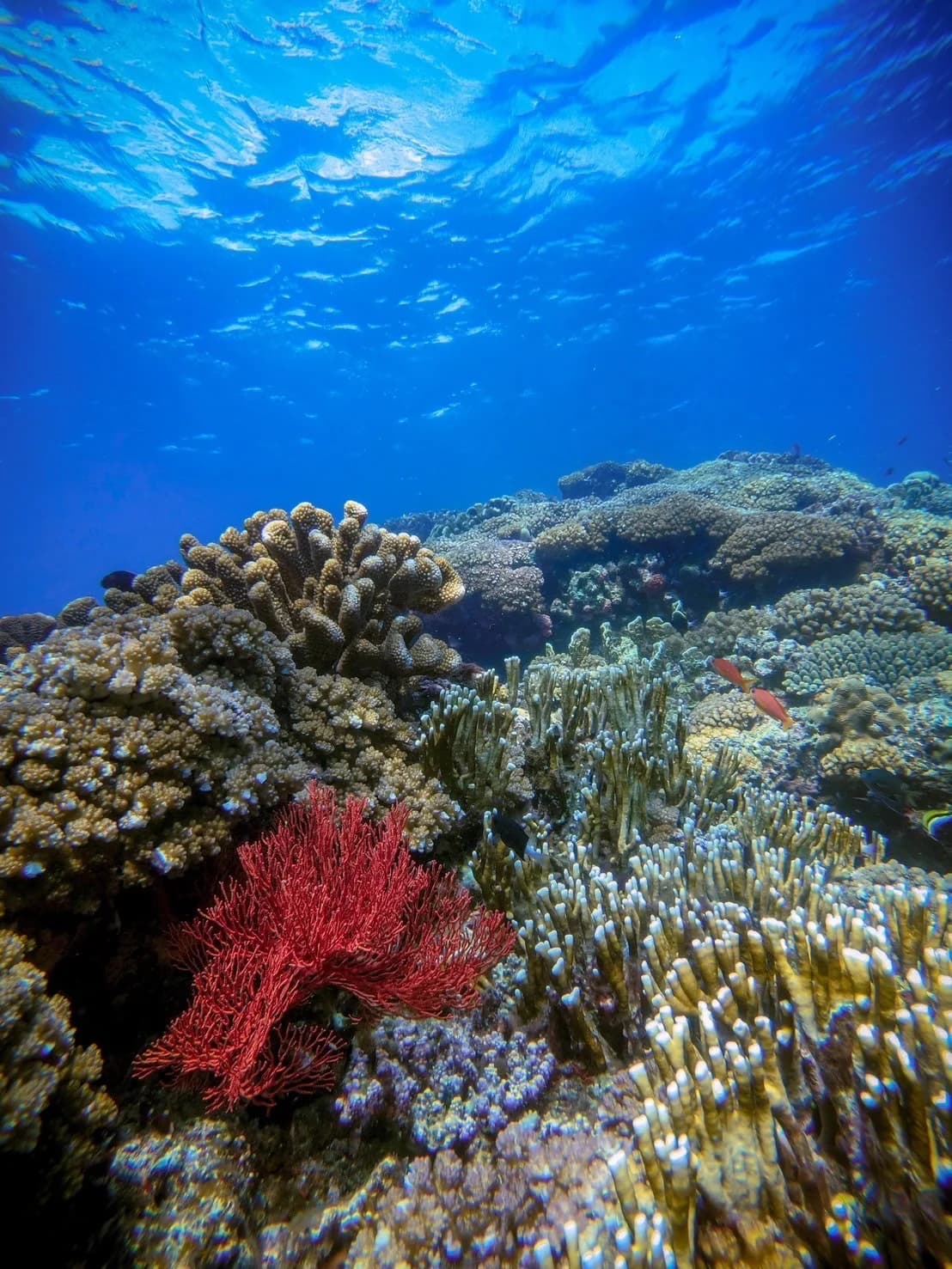 奄美大島の美しい海中世界を楽しむシュノーケリング体験の風景