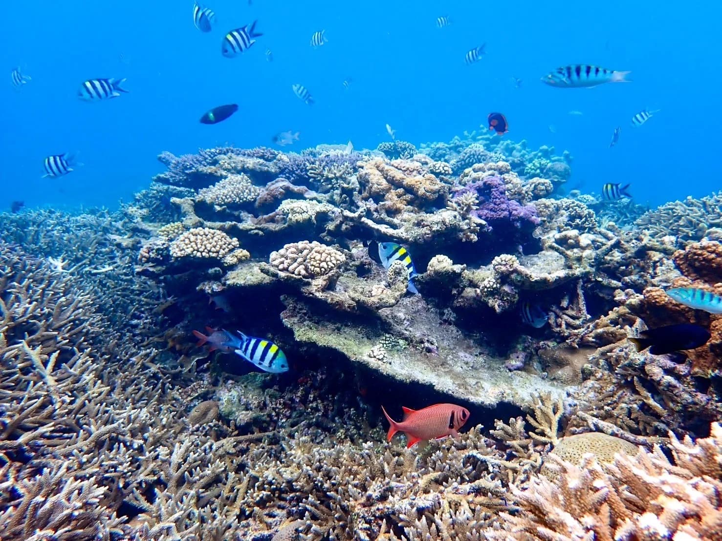 奄美大島のサンゴ礁と色とりどりの熱帯魚が見られるシュノーケリングポイント