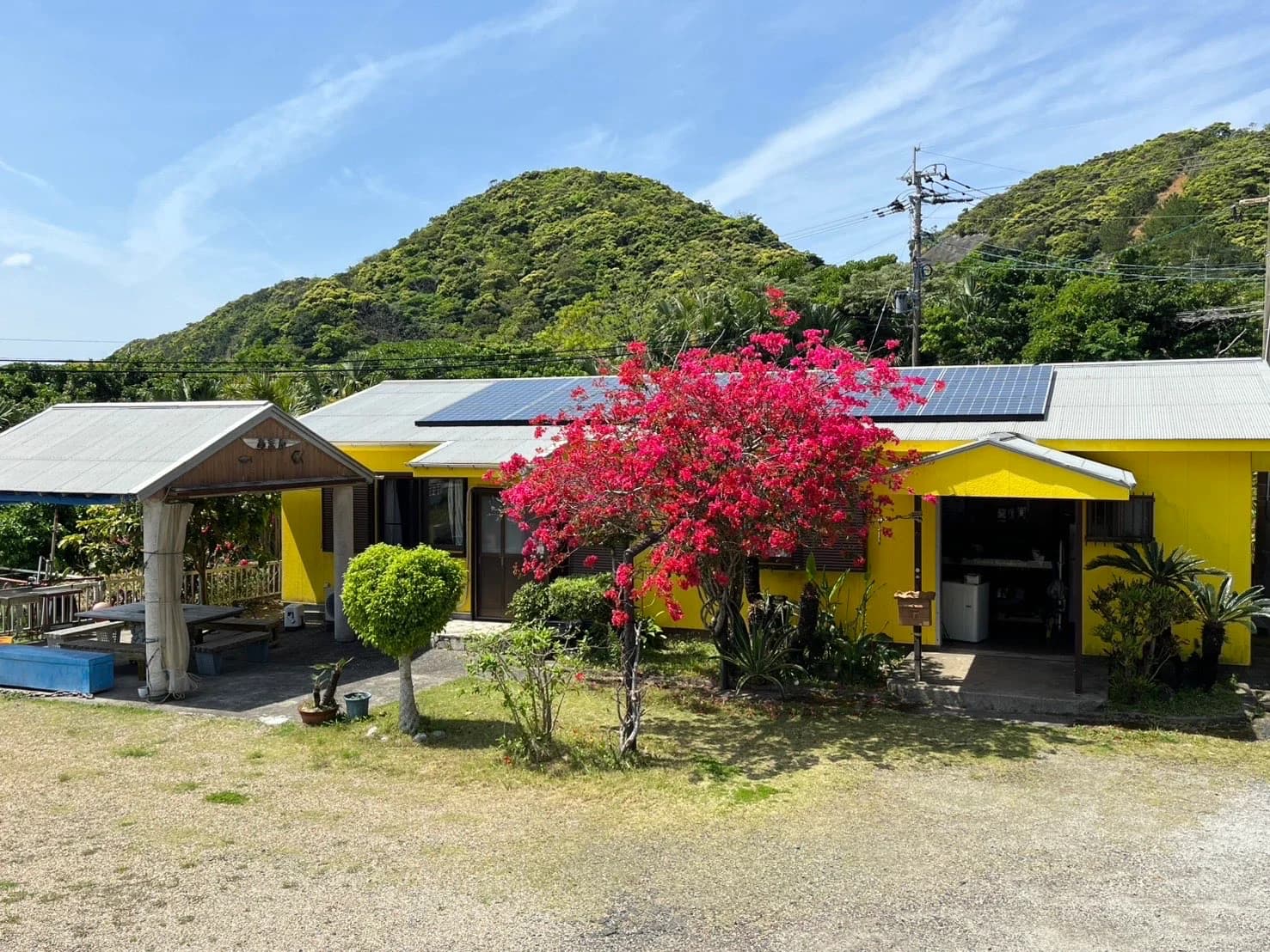 ブーゲンビリアが咲くあまんの店先